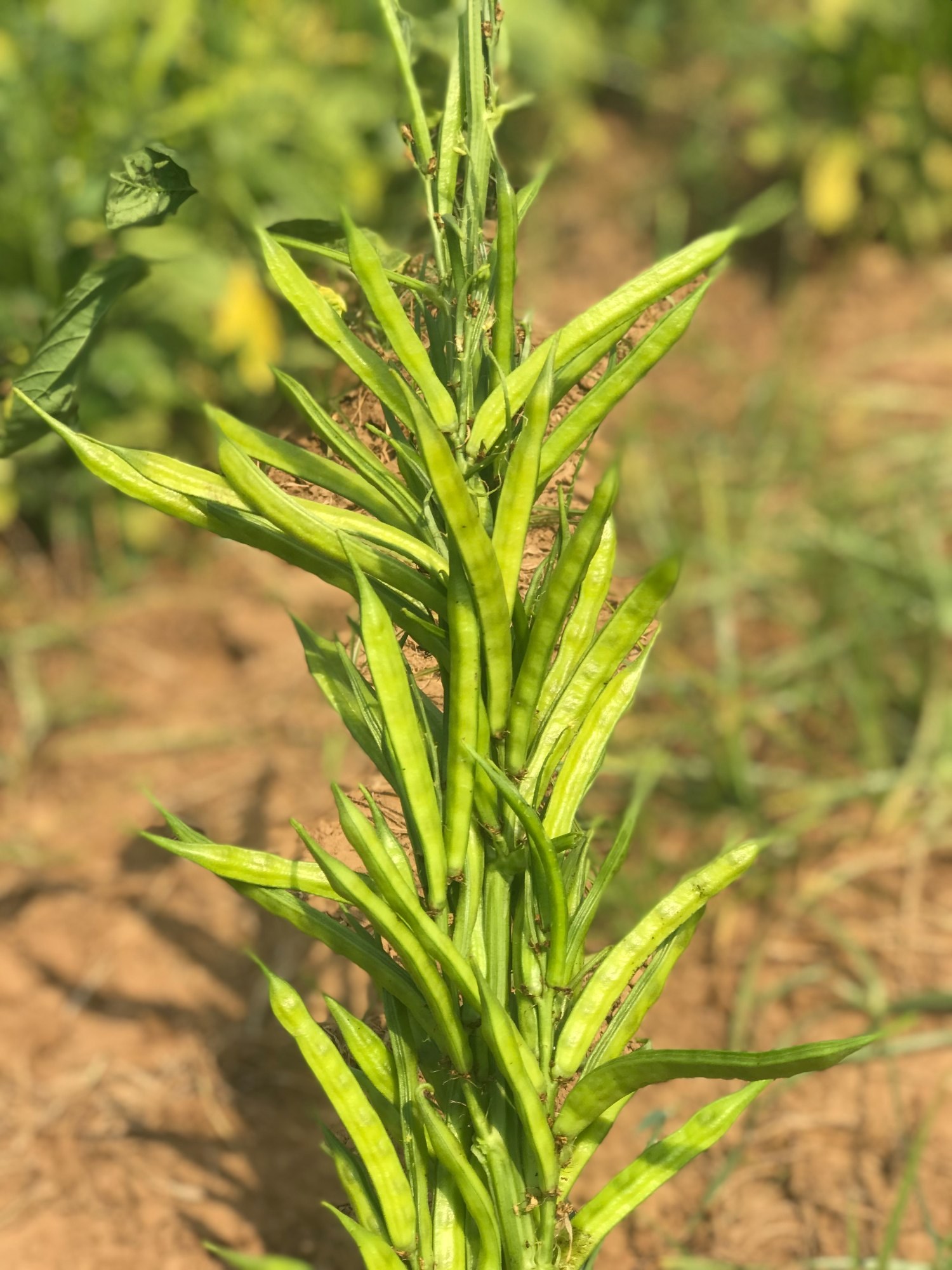 Crop rows across an open field